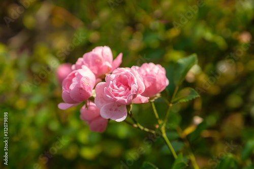 Pinkfarbene Gartenrosen
