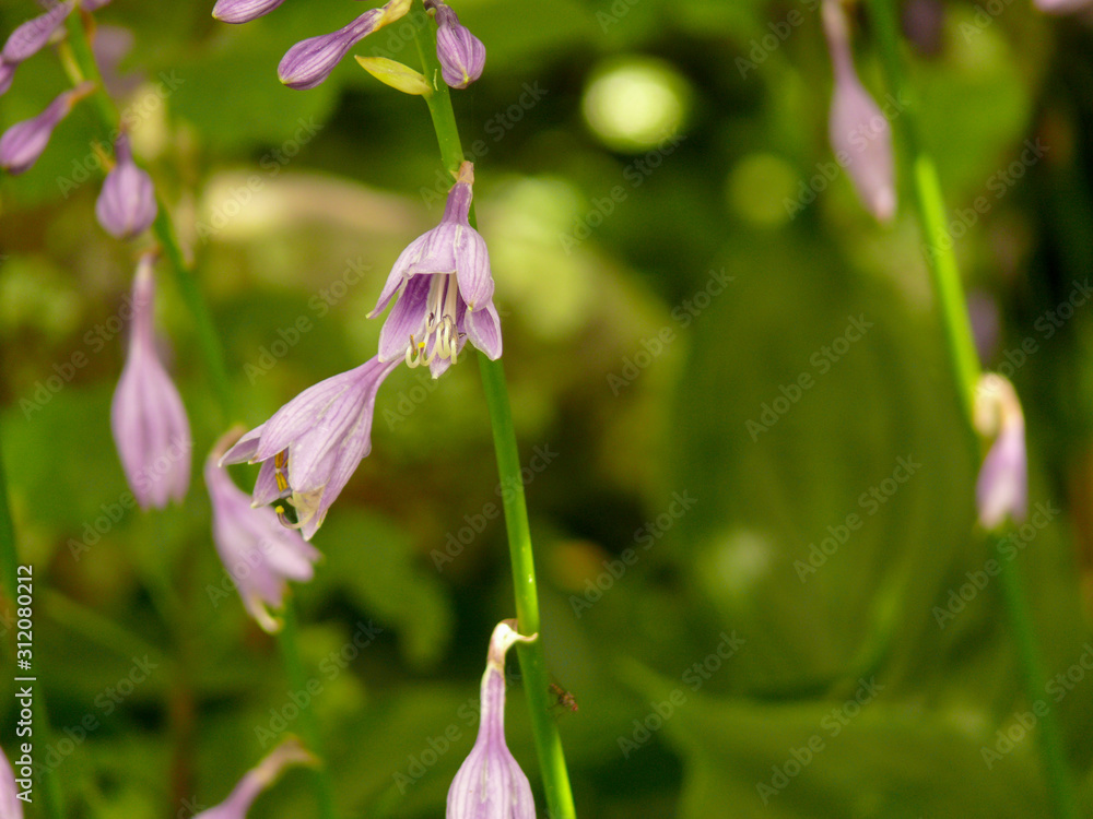 Close-up of a violet plantain lily Close-up of a violet plantain lily