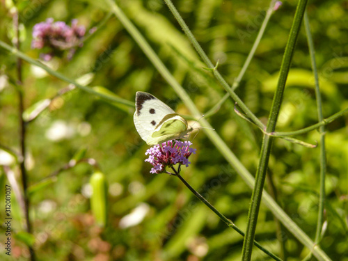 Female large white on a small purple flower
