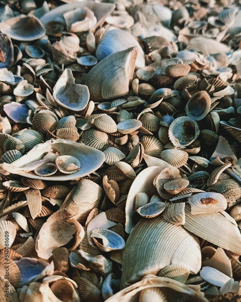 sea shells on the beach sea shells on the beach