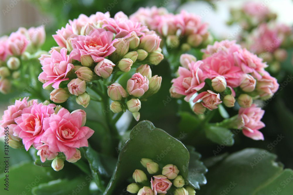Obraz premium Pink Flowers