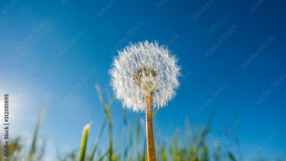 Closeup of dandelion blossom in front of deep blue sky in summer
