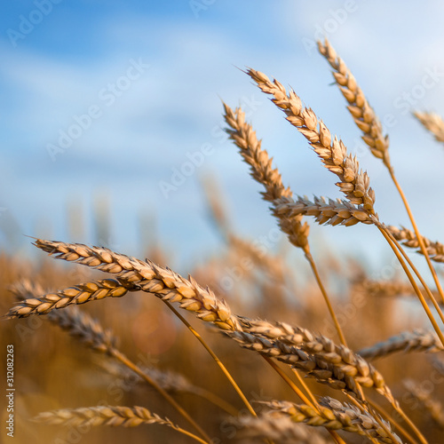 Golden wheat ears or rye close-up. A fresh crop of rye.