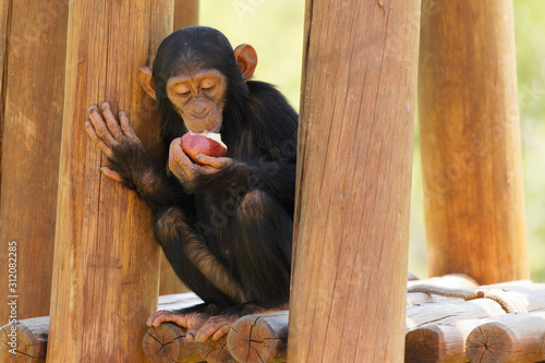 Juvenile Chimpanzee enjoying fresh fruit