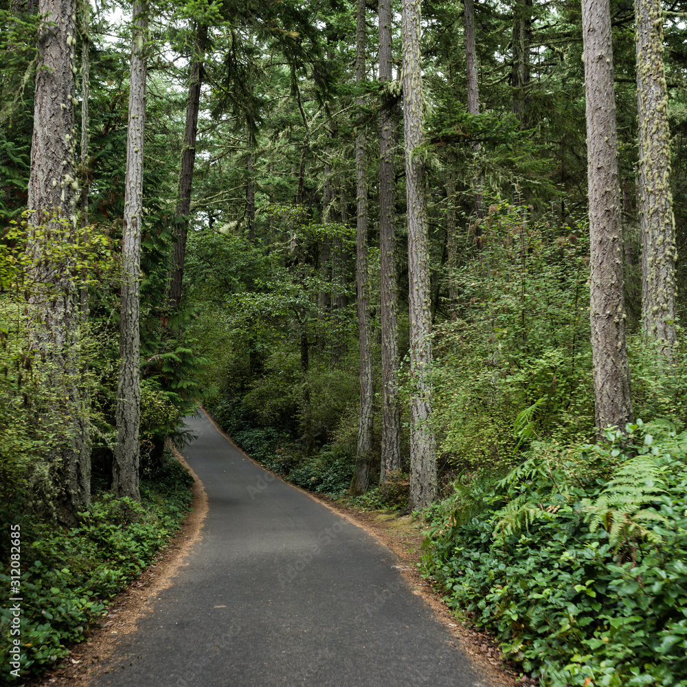 Fototapeta premium Driving Through the Trees