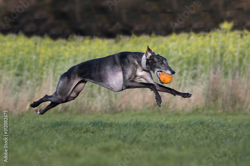 Greyhound rennt mit einem orangenen Ball im Maul