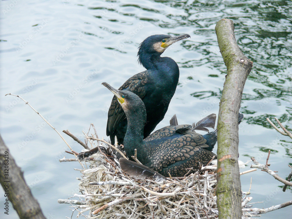 Fototapeta premium Nesting couple of cormorants in a pond