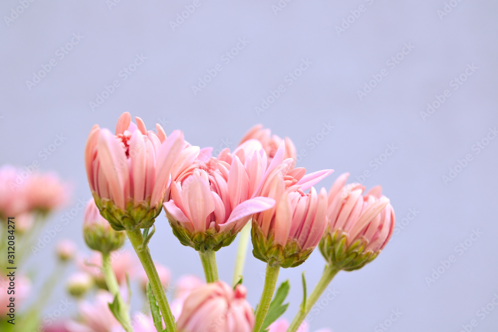 Blooming pink flower against smooth background. Chrysanthemum beauty of autumn