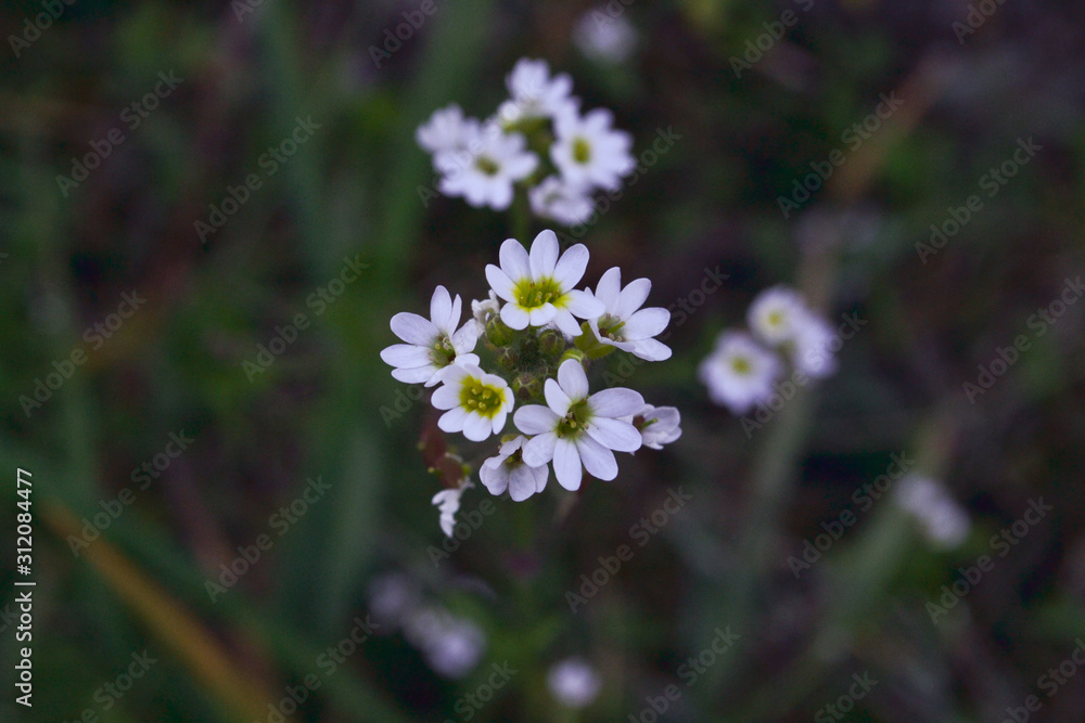 Fresh white flowers looks great in autumnal colors. Beauty of nature Fresh white flowers looks great in autumnal colors. Beauty of nature