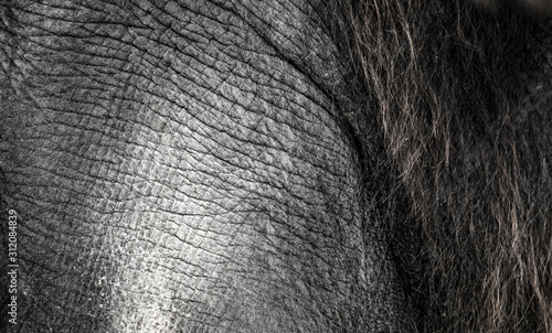 background which the structure of hide of elephant is represented on