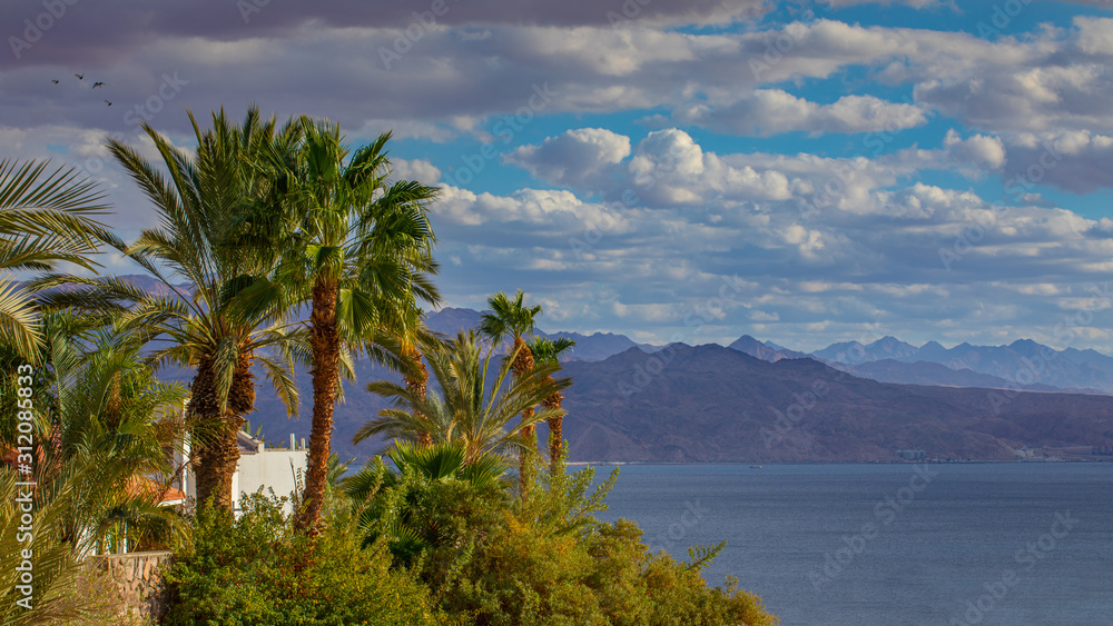 eilat red sea tropical landscape wallpaper palms sea and jordanian high mountains 