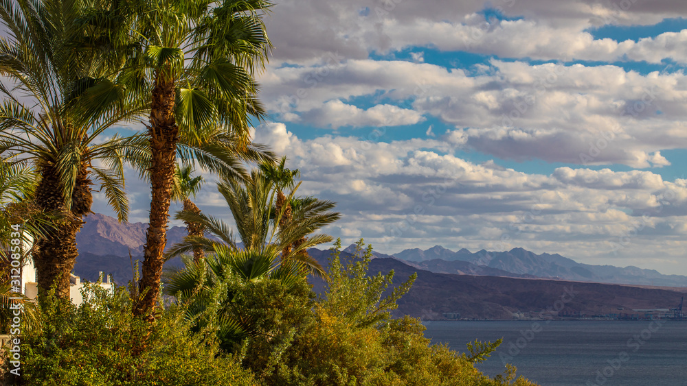 eilat red sea tropical landscape wallpaper palms sea and jordanian high mountains 