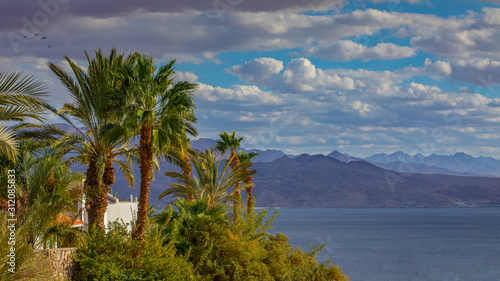 eilat red sea tropical landscape wallpaper palms sea and jordanian high mountains 