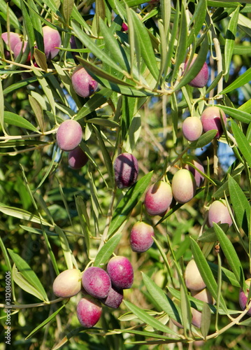 Nahaufnahme von reifen Oliven am Baum