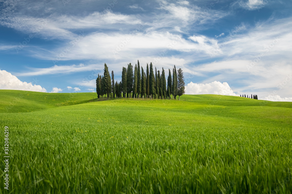 A group of Mediterranean Cypress trees on a picturesque afternoon in Tuscany, Italy.