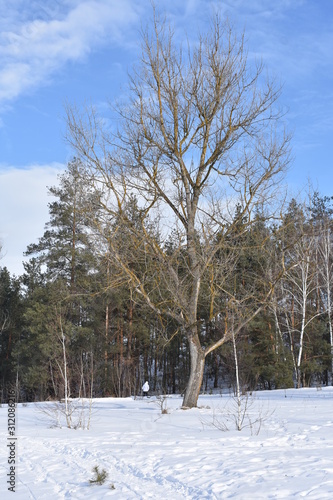 trees in winter