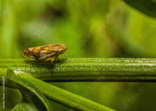 Insect Stictocephala bisonia. Nature in macro photo