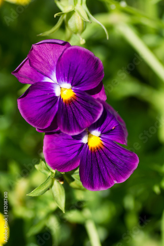 2 pansy flowers lilac in the garden