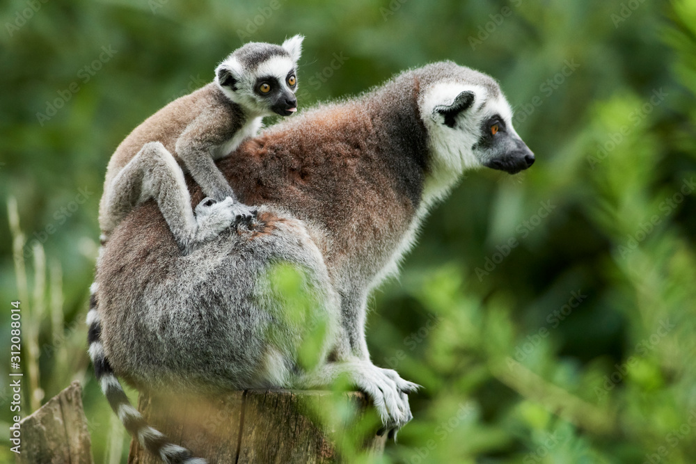 Obraz premium Lemur catta baby on the mother's back/Lemur catta baby and mother/Lemur Catta