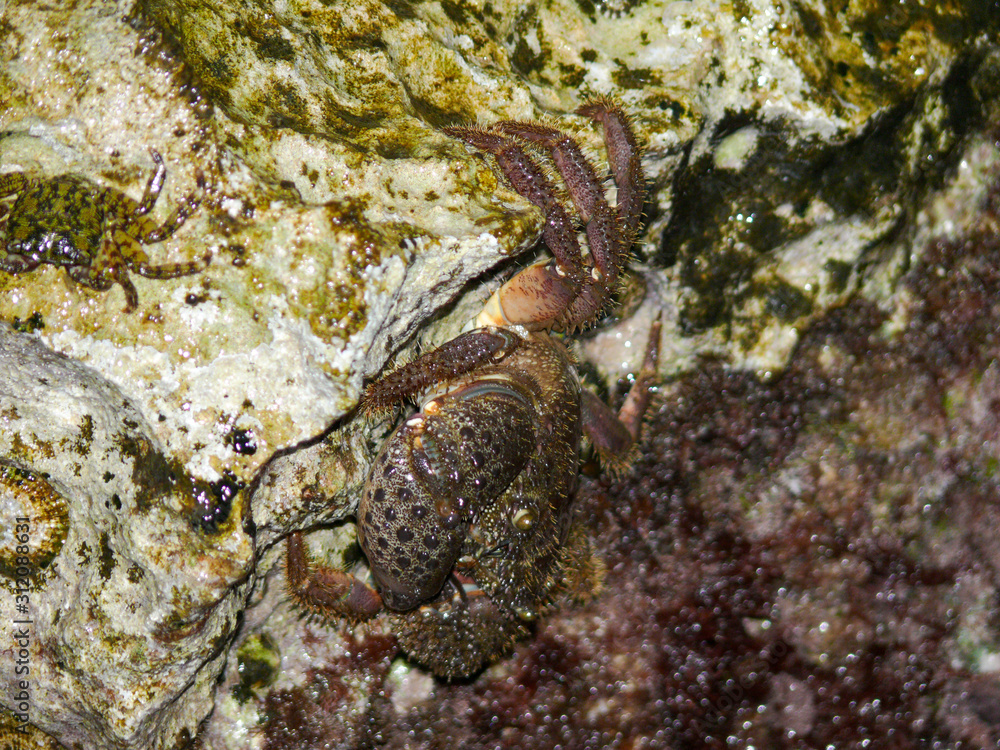 Crab on a rock at a beach