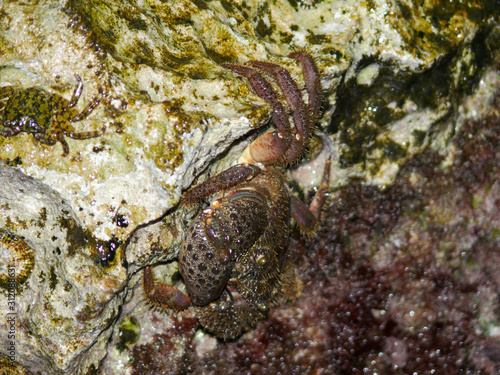 Crab on a rock at a beach
