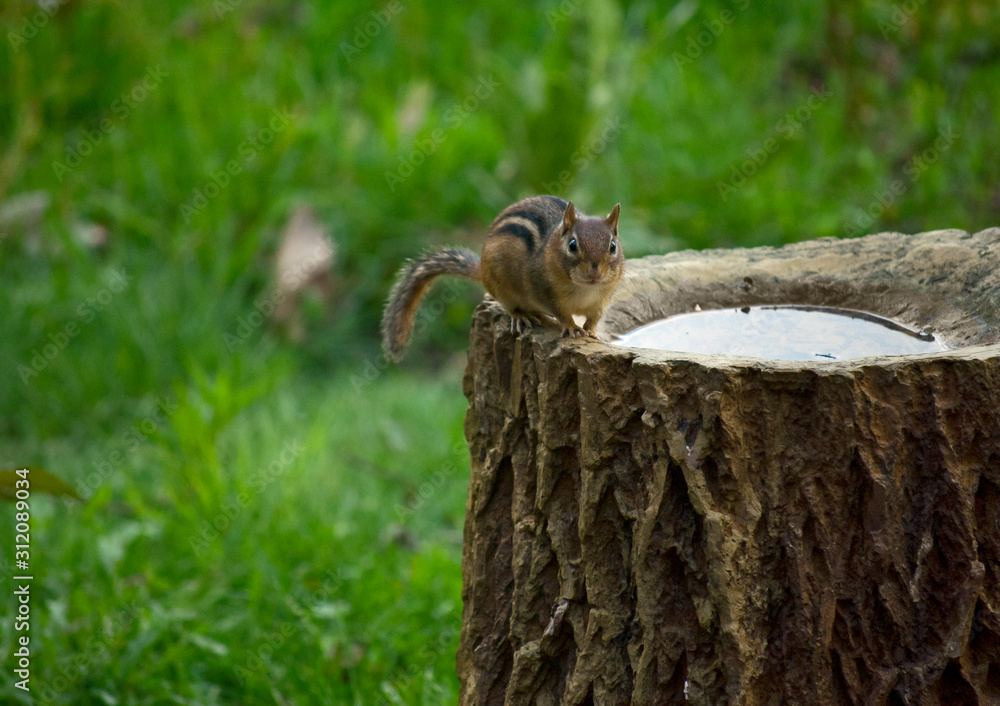 Chipmunk Treetrunk Chipmunk Treetrunk
