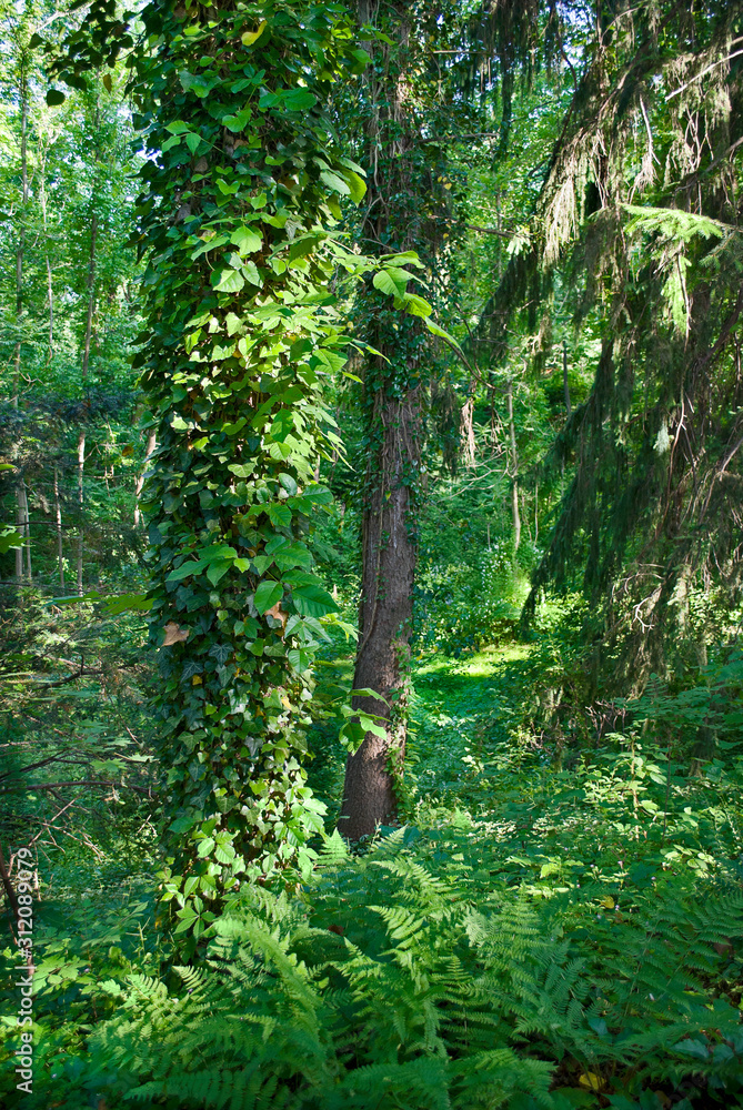 Fototapeta premium Lush Green Forest