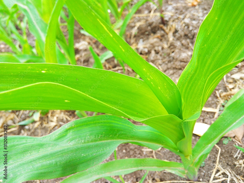 Obraz premium corn on stalk