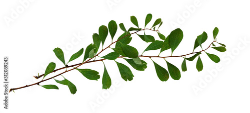 Waved twigs with small green leaves
