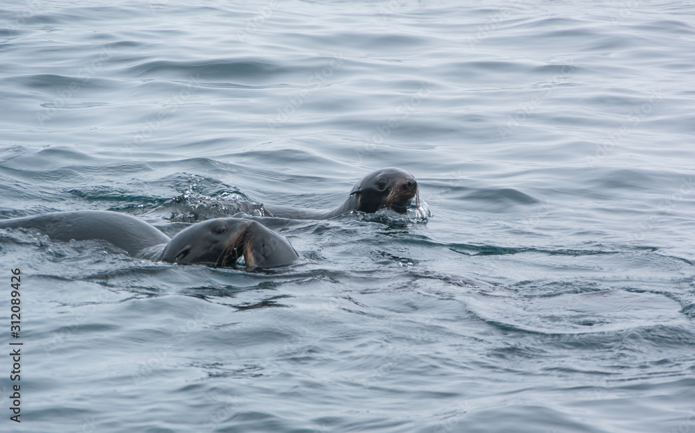 Fototapeta premium Seals