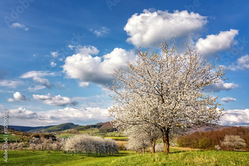 Landscape with Blooming Cherry Trees in April, Germany