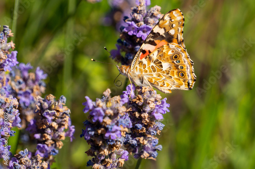 butterfly on a flower