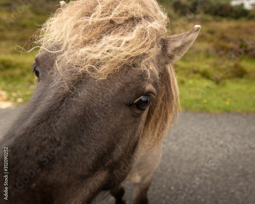 shetland ponies, north uist, outer hebrides 