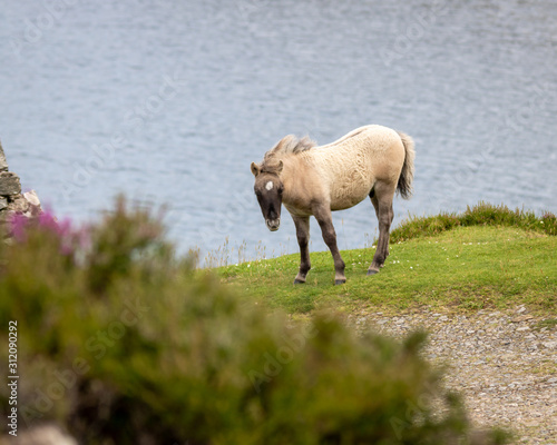 shetland ponies  north uist  outer hebrides 