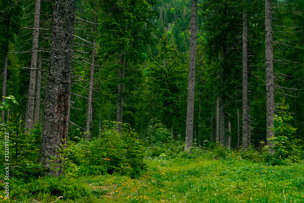Fototapeta premium Bergwald mit sehr hohen Nadelbäumen und einem Bergrücken im Hintergrund
