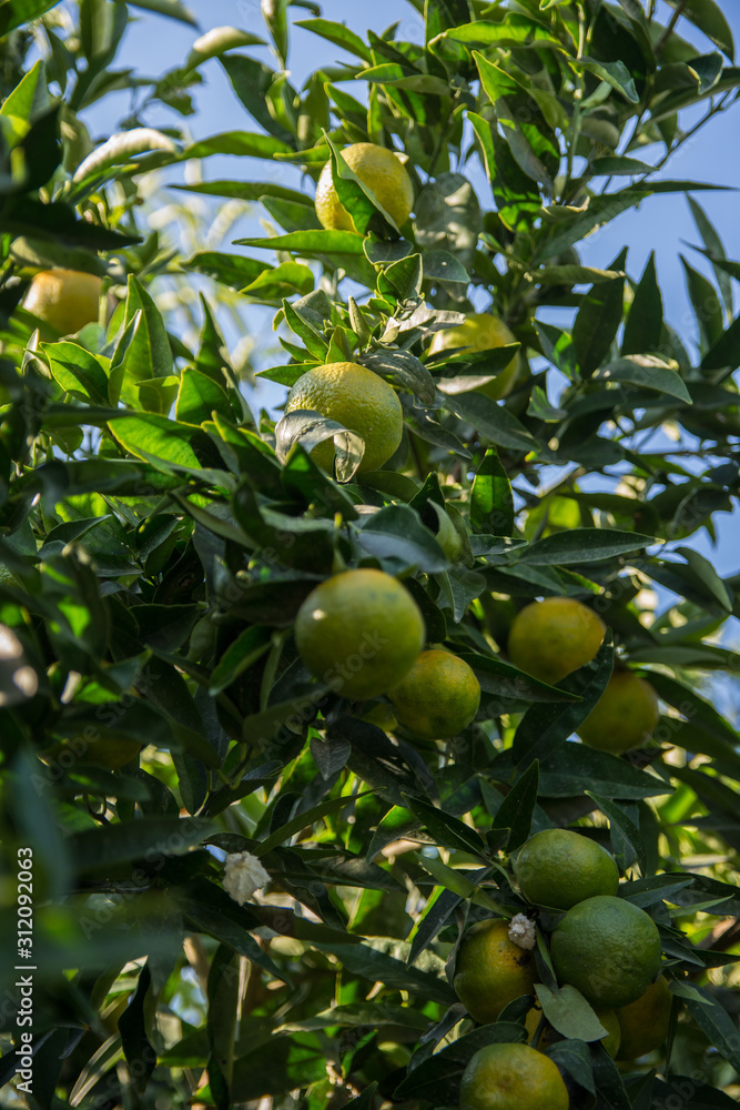 Unripe lemons on the branch of a tree in the garden over a blue sky. Organic farm and healthy food concept. Harvesting and agriculture.