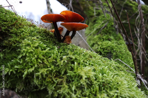 Mushrooms Pilze auf Moos