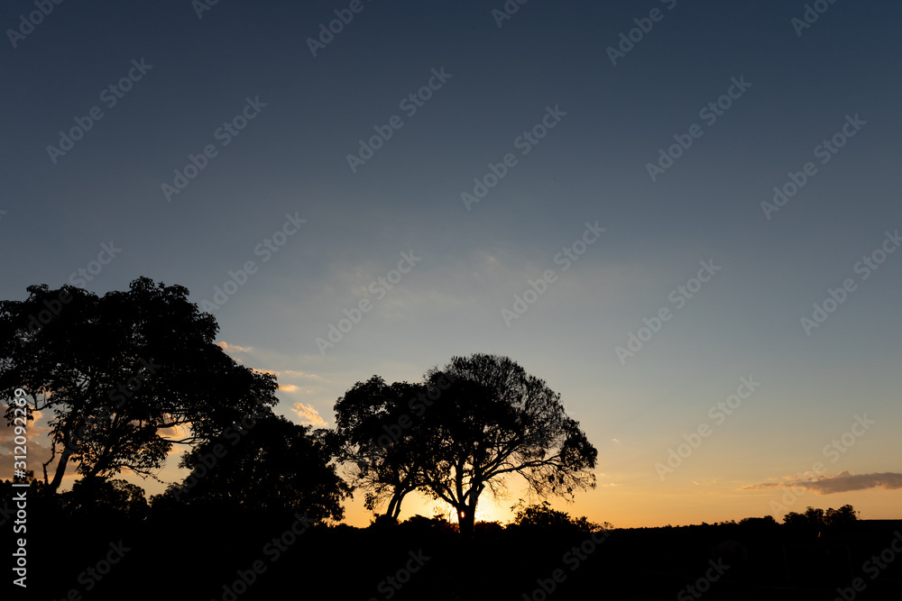silhouette of tree in sunset silhouette of tree in sunset