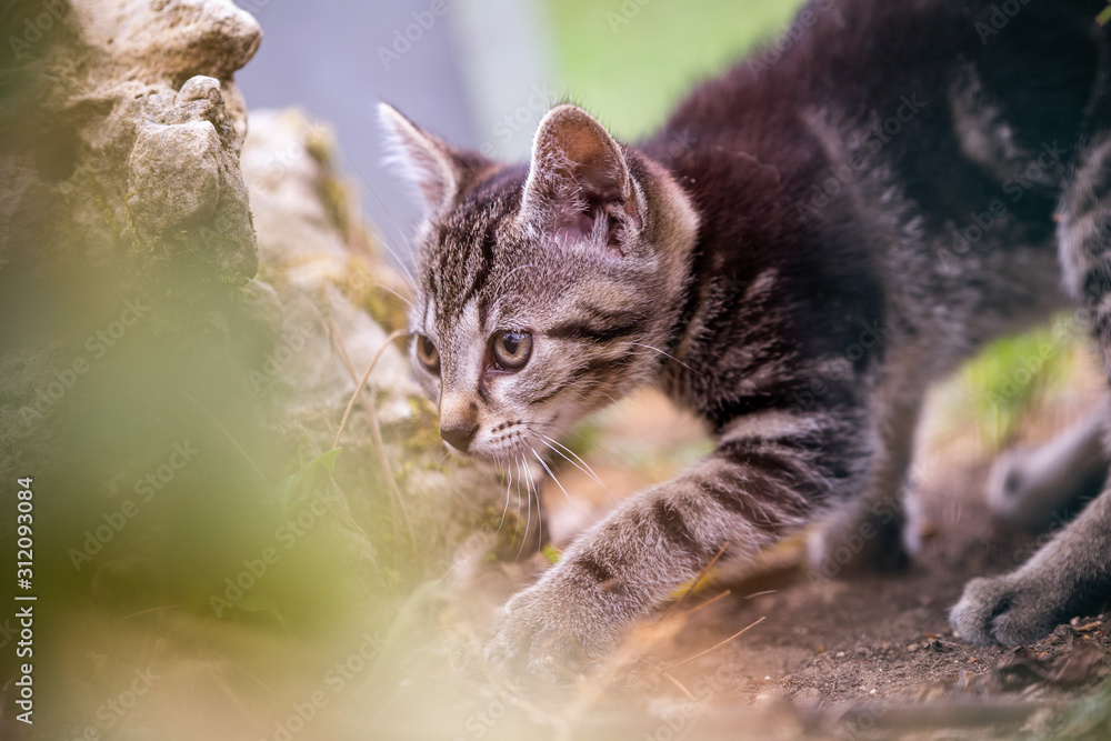 curious baby cat exploring its environment curious baby cat exploring its environment
