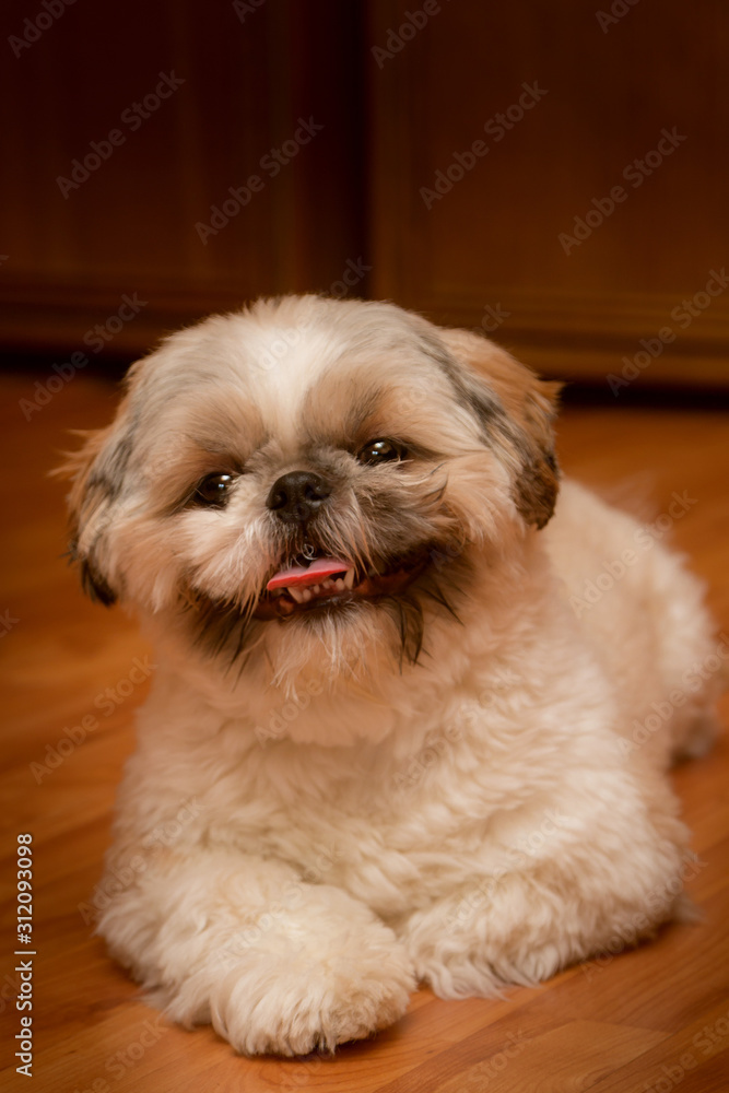 A shaggy little doggie is resting after the fun. He lies on the floor, sticking out his pink tongue. A shaggy little doggie is resting after the fun. He lies on the floor, sticking out his pink tongue.