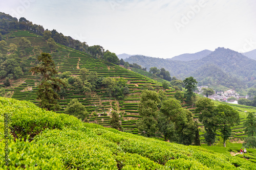 Tea plantation in Meijiawu Tea Village, Hangzhou, China on a hot summer day