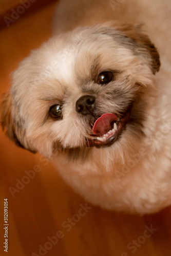 Portrait of a funny little puppy, Schitzu breed. A pink tongue and white fangs stick out of his mouth. photo