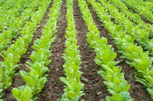 Young green tobacco plants in rows growing in field as agricultural background