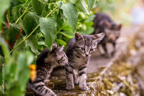 Photography baby cats under green plants