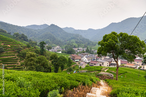 Tea plantation in the hills of Meijiawu Tea Village, Hangzhou, China on a hot summer day