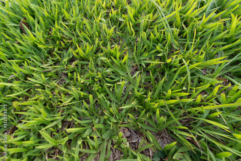 background of green grass background of green grass