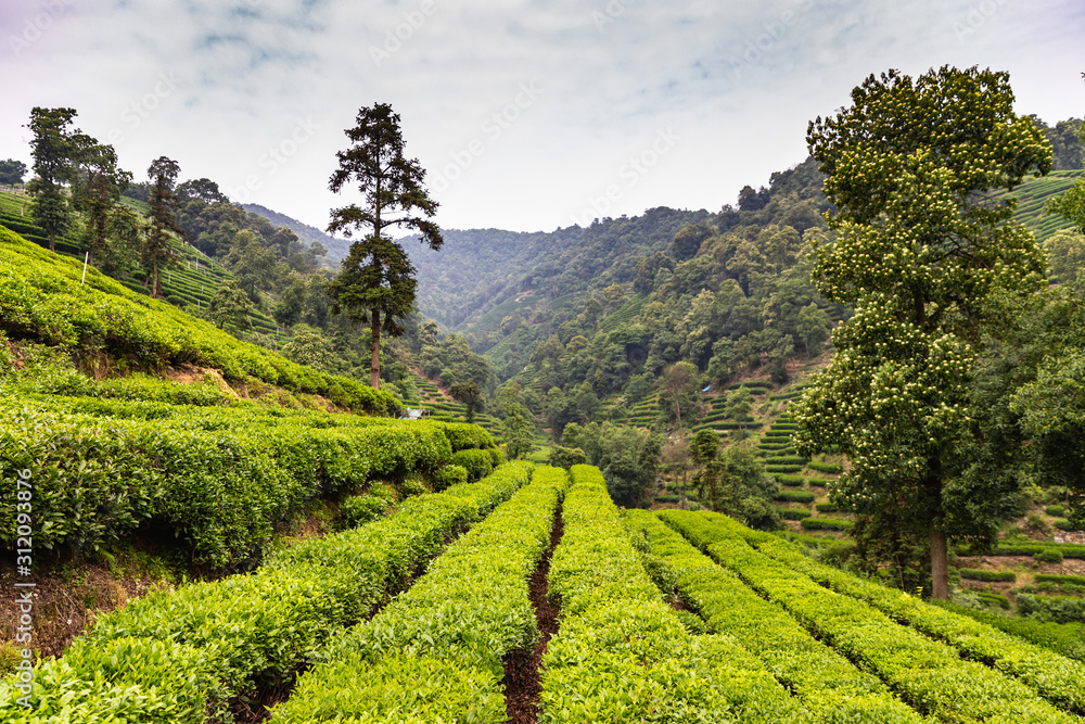 Tea plantation in Meijiawu Tea Village, Hangzhou, China on a hot summer ...