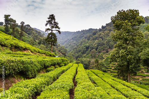 Tea plantation in Meijiawu Tea Village, Hangzhou, China on a hot summer day