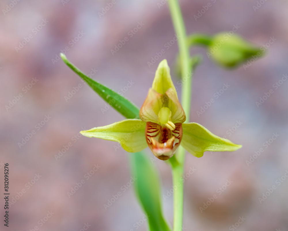 Obraz premium USA, Nevada, Clark County, Gold Butte National Monument: Giant Helleborine aka stream orchid (Epipactis gigantea) grows in hanging gardens and streams around low elevation sandstone.