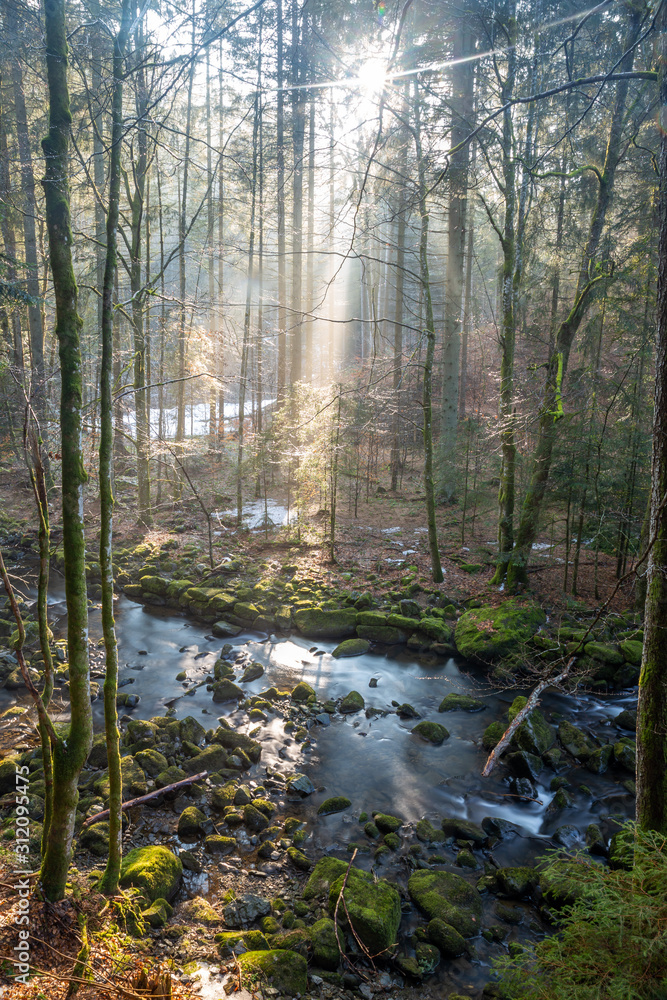 sun through trees in forest above river sun through trees in forest above river